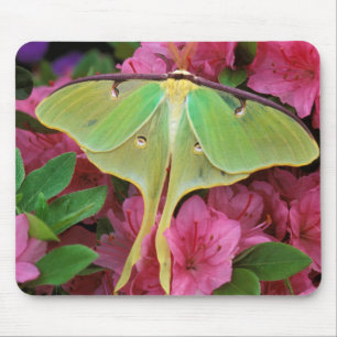 Tapis De Souris USA, Pennsylvanie. Luna moth sur clematis rose