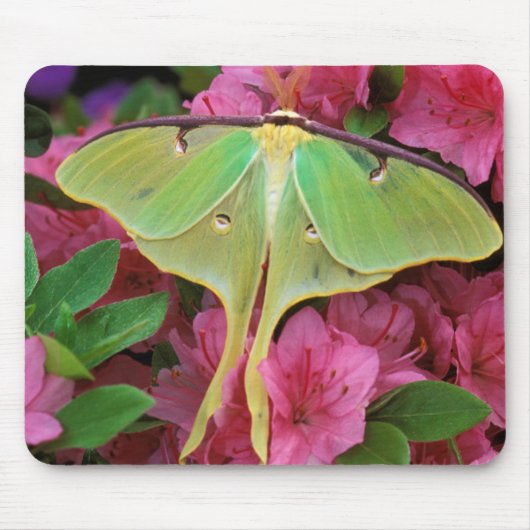 Tapis De Souris USA, Pennsylvanie. Luna moth sur clematis rose (Devant)