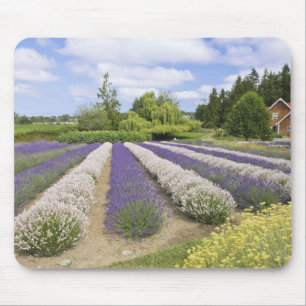Tapis De Souris USA, WA, Sequim, Purple Haze Lavender Farm