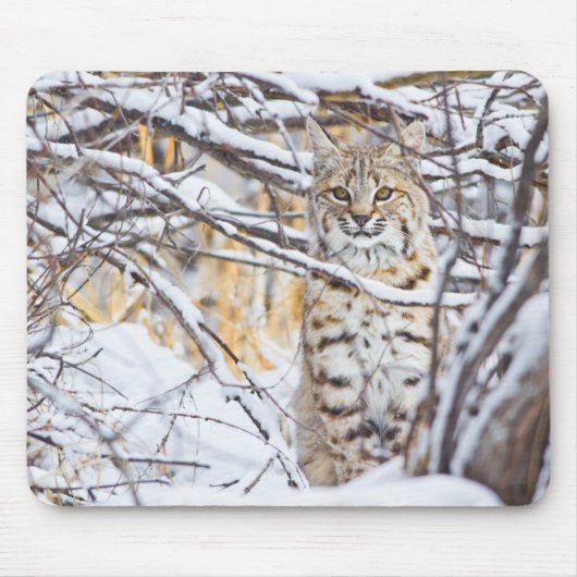 Tapis De Souris USA, Wyoming, Bobcat (Devant)
