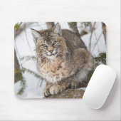 Tapis De Souris USA, Wyoming, Parc national de Yellowstone, Bobcat (Avec souris)