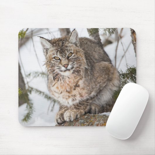 Tapis De Souris USA, Wyoming, Parc national de Yellowstone, Bobcat (Avec souris)