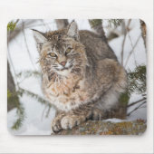 Tapis De Souris USA, Wyoming, Parc national de Yellowstone, Bobcat (Devant)