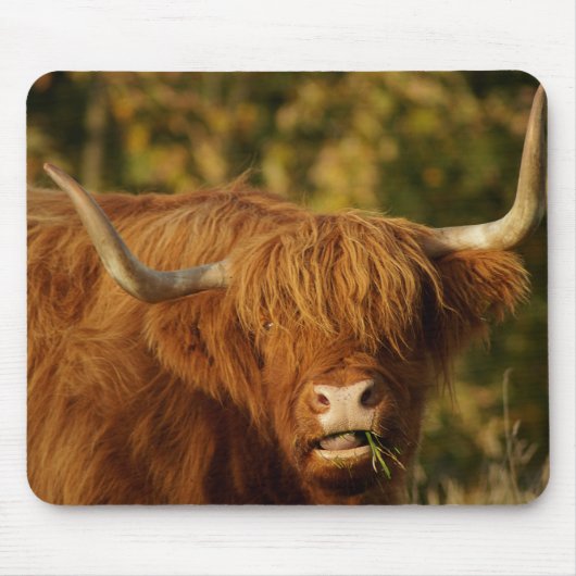 Tapis De Souris Vache écossaise des Highlands (Devant)