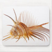 Tapis De Souris Vénus Comb Murex shell (Murex pectin) contre (Devant)