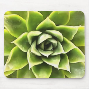 Tapis De Souris Vert Succulent Gros Plan Cactus