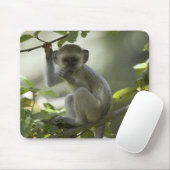 Tapis De Souris Vervet Monkey, Zimbabwe (Avec souris)