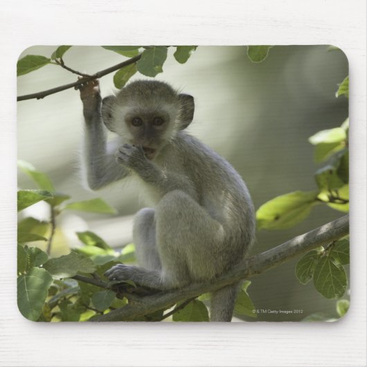 Tapis De Souris Vervet Monkey, Zimbabwe (Devant)