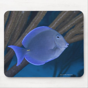 Tapis De Souris Vie sous-marine : Acanthurus coeruleus avec mer
