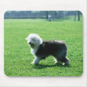 Tapis De Souris Vieux chien de moutons anglais
