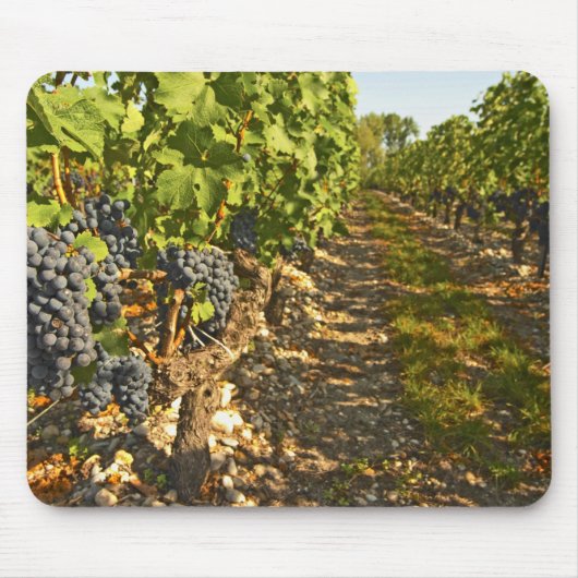 Tapis De Souris vignes de Cabernet Sauvignon alignées dans le (Devant)