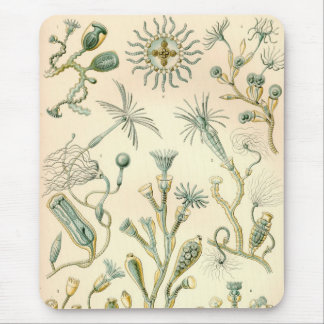 Tapis De Souris Vintage Haeckel
