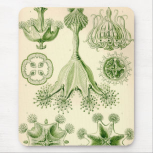 Tapis De Souris Vintage Haeckel