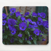 Tapis De Souris Viola sortrockiana (Devant)