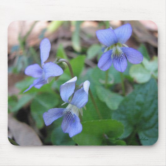Tapis De Souris Violettes bleues Mousepad (Devant)