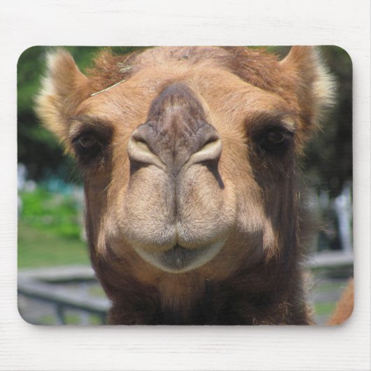 Tapis De Souris Visage de chameau (Devant)