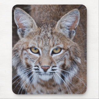 Tapis De Souris Visage de chat sauvage