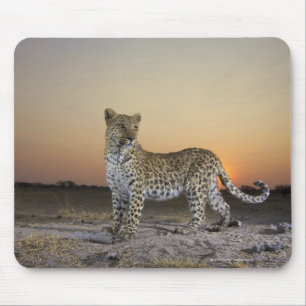 Tapis De Souris Vue complète du Leopard (Panthera pardus)