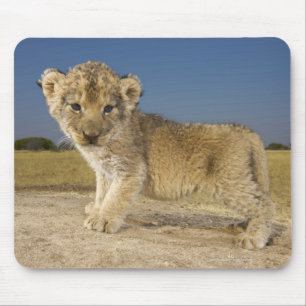 Tapis De Souris Vue de jeune petit animal de lion (Panthera Lion),