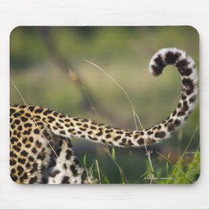 Tapis De Souris Vue de queue de léopards (pardus de Panthera),