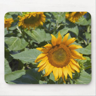 Tapis De Souris WA, comté de Kittitas, champ de tournesols