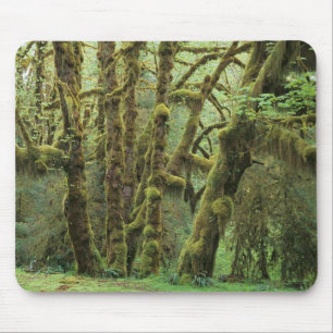 Tapis De Souris WA, parc national Olympique, forêt pluviale de Hoh