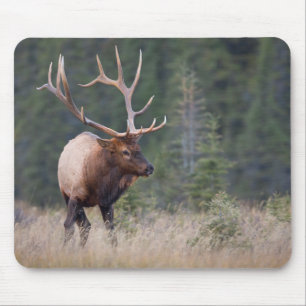 Tapis De Souris Wapiti des Montagnes Rocheuses