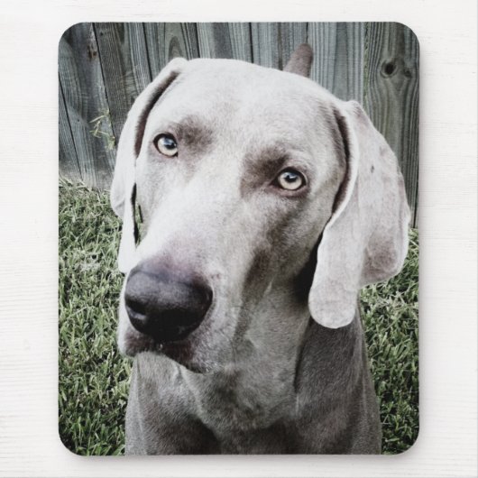 Tapis De Souris Weimaraner (Devant)