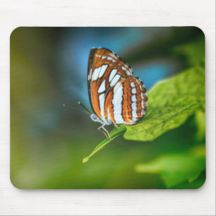 Tapis De Souris White and Orange Striped Butterfly
