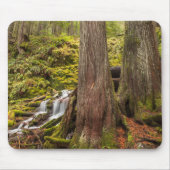 Tapis De Souris White Branch Falls, Oregon Cascades, Oregon (Devant)