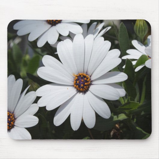 Tapis De Souris White Daisy's in Bloom (Devant)