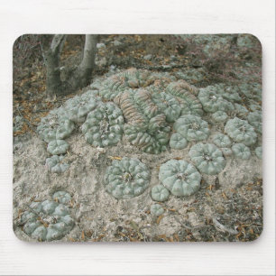 Tapis De Souris Williamsii de Lophophora - peyotl