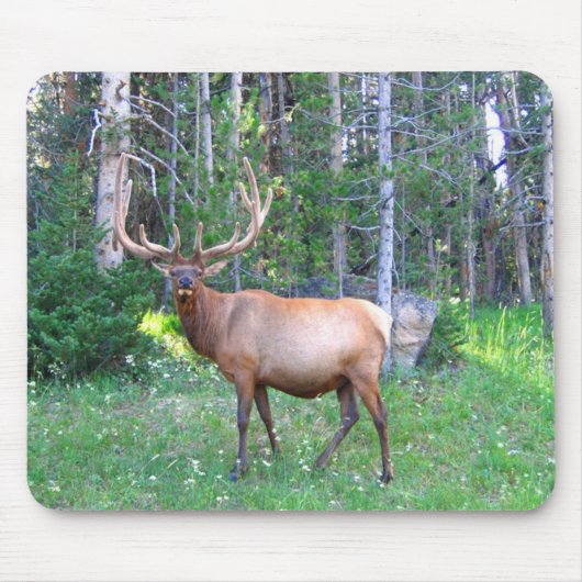 Tapis De Souris Winkypad (Devant)