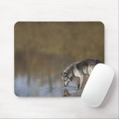 Tapis De Souris Wolf Boire De L'Eau D'Un Étang (Avec souris)