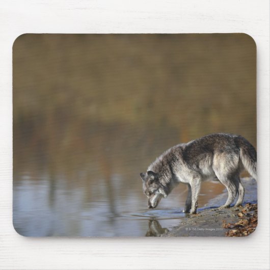 Tapis De Souris Wolf Boire De L'Eau D'Un Étang (Devant)
