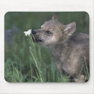 Tapis De Souris Wolf Puppy Fleur sauvage de montagne