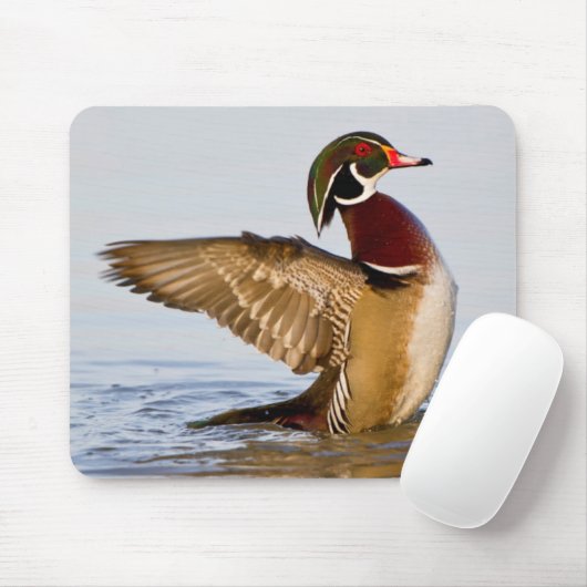 Tapis De Souris Wood Duck mal flapping wings in wetland (Avec souris)