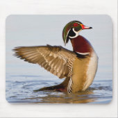 Tapis De Souris Wood Duck mal flapping wings in wetland (Devant)