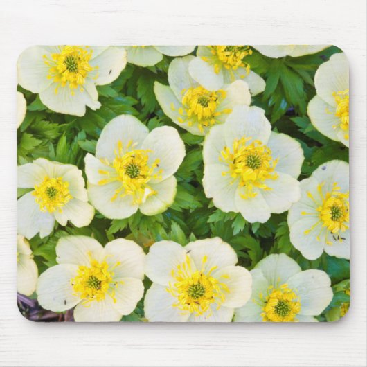 Tapis De Souris Wyoming, Comté de Sublette, Gros plan d'un groupe (Devant)