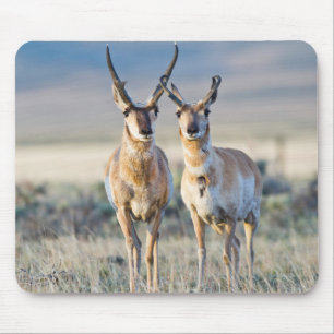 Tapis De Souris Wyoming, comté de Sublette, mâles Pronghorn