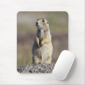 Tapis De Souris Wyoming, comté de Sublette, Prairie à queue blanch (Avec souris)