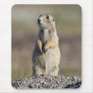 Tapis De Souris Wyoming, comté de Sublette, Prairie à queue blanch