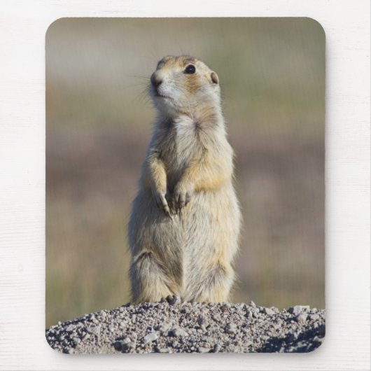 Tapis De Souris Wyoming, comté de Sublette, Prairie à queue blanch (Devant)