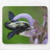 Tapis De Souris Xylocopa iris (Devant)