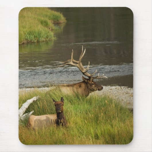 Tapis De Souris Yellowstone Mates Mousepad (Devant)