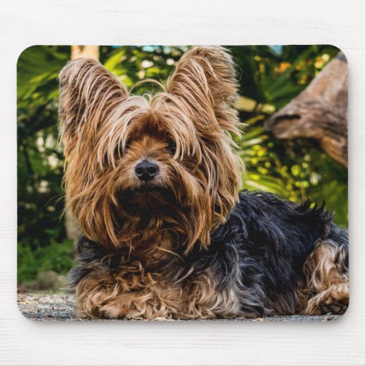 Tapis De Souris Yorkie (Devant)