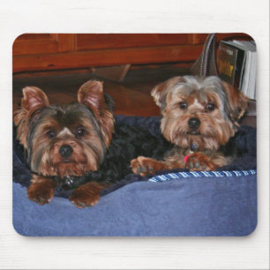 Tapis De Souris Yorkies - amis