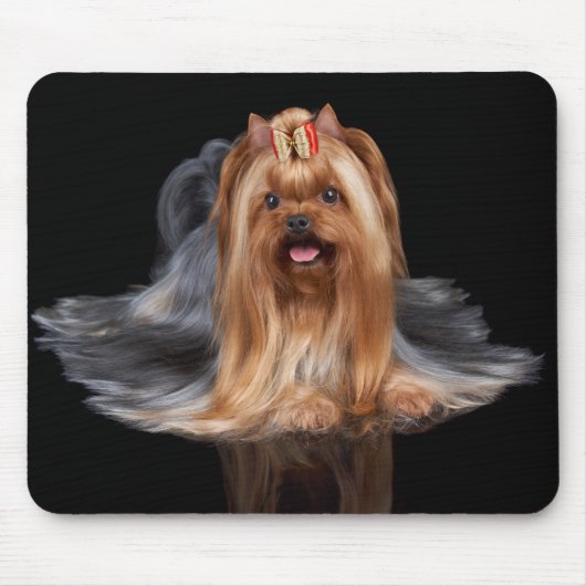 Tapis De Souris Yorkshire Terrier sur le noir (Devant)