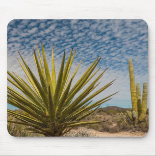 Tapis De Souris Yucca dans le désert, Mexique