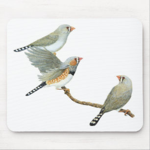 Tapis De Souris Zebra Finch Trio - Taeniopygia guttata